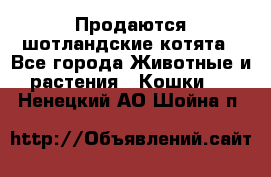 Продаются шотландские котята - Все города Животные и растения » Кошки   . Ненецкий АО,Шойна п.